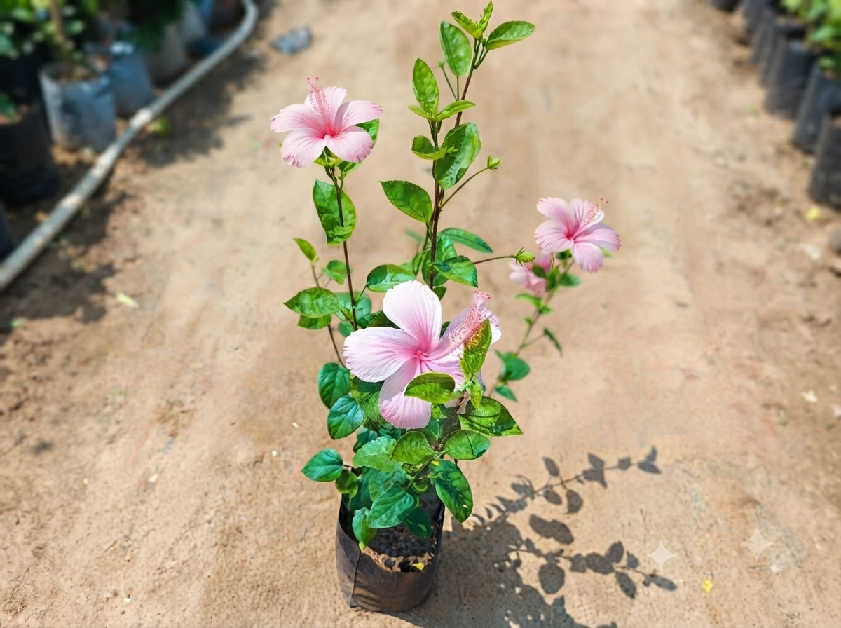 Hibiscus Pink In 6 Inch Nursery Bag best-selling