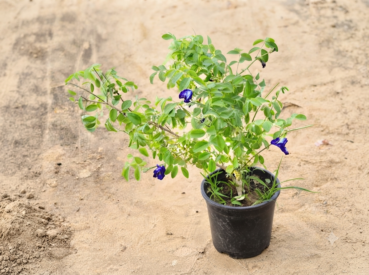 Aparajita Any Colour in 6 inch Nursery Pot
