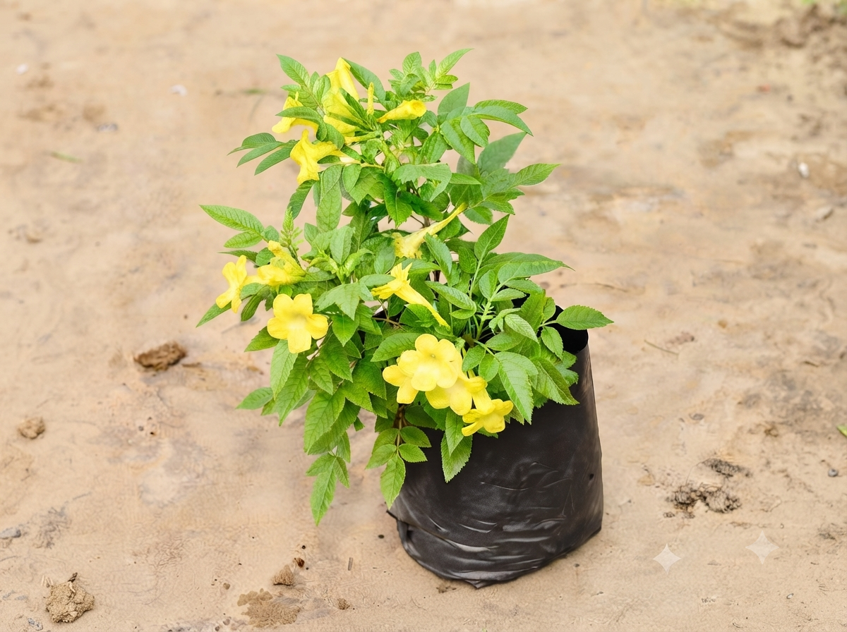 Tecoma Plant Yellow in 6 inch Nursery Bag