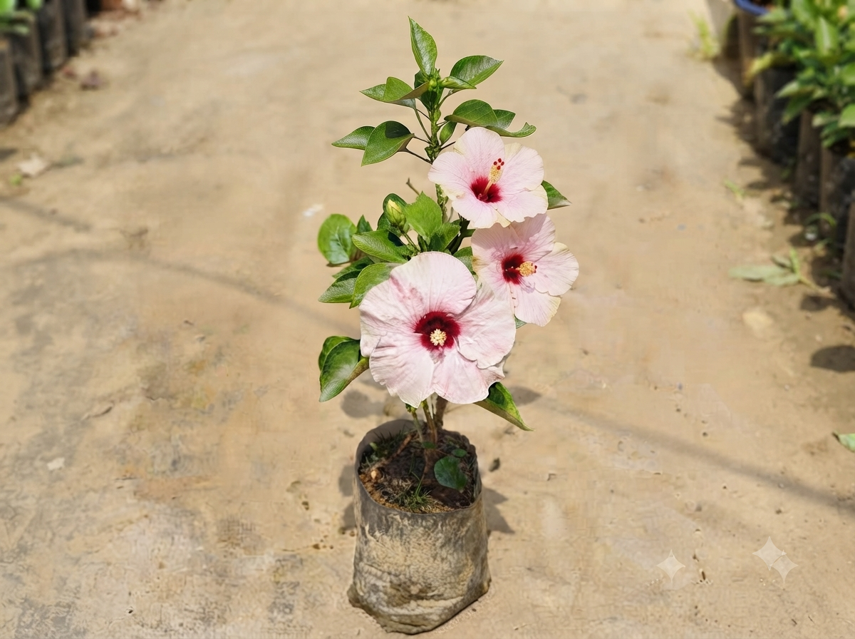 Hibiscus/Gudhal Any Color in 7 inch Nursery Bag
