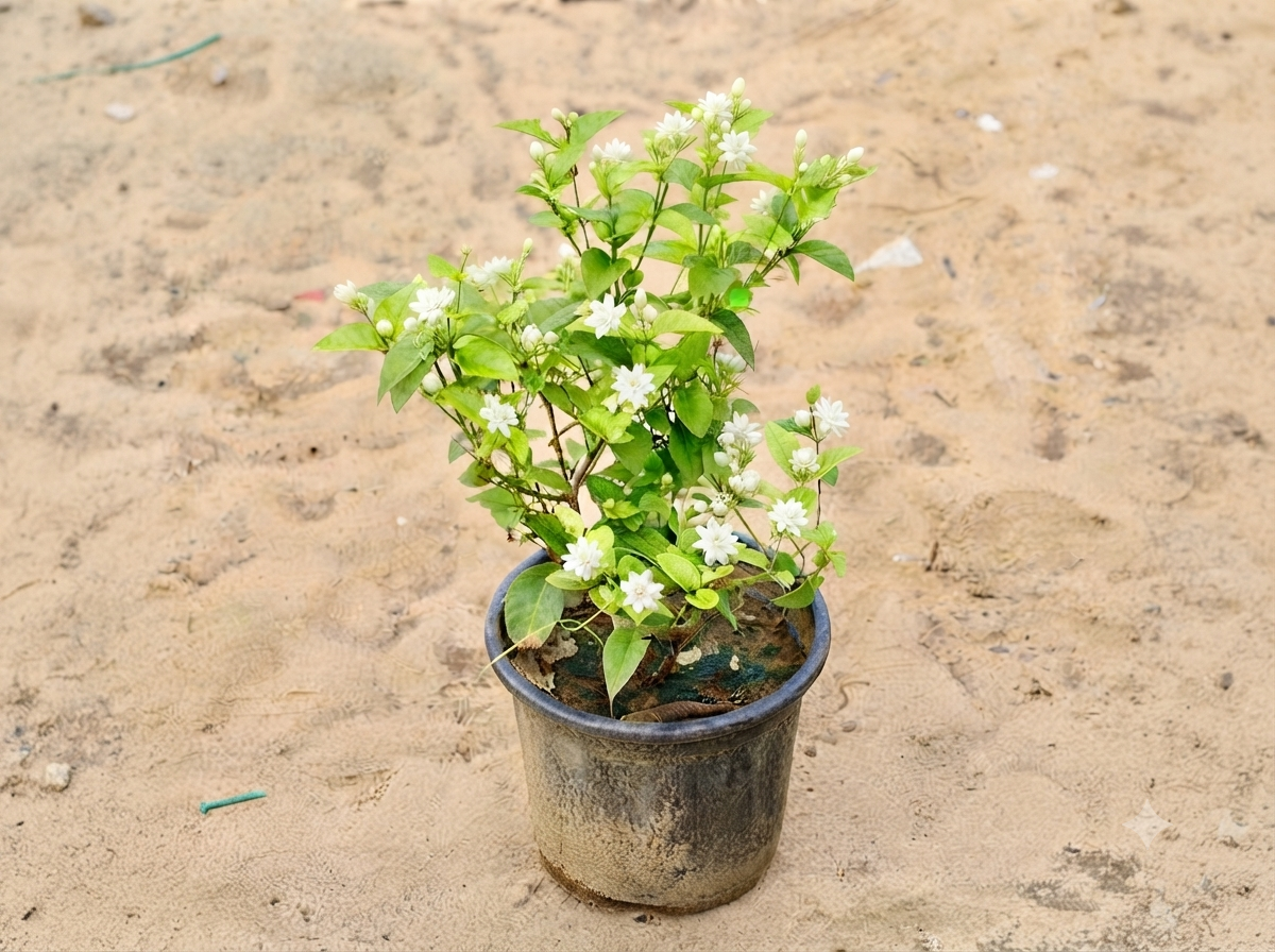 Mogra / Jasmine In 8 inch Nursery Pot