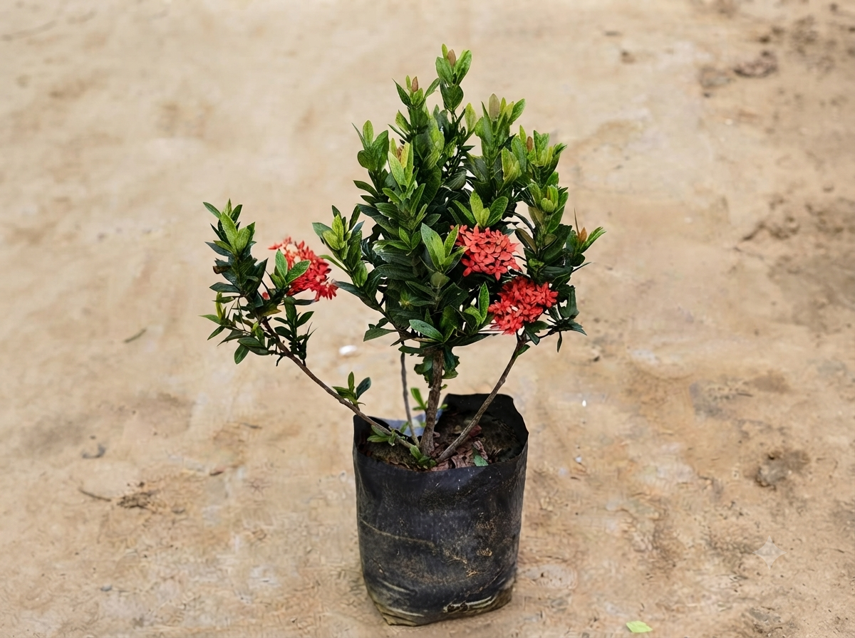 Ixora Singapore 6 Inch Nursery Bag
