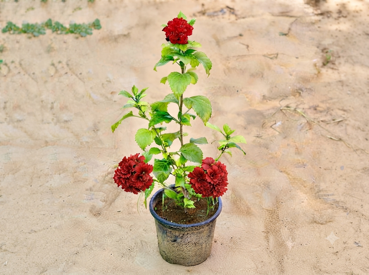 Hibiscus Double Flowers In 8 Inch Nursery Pot