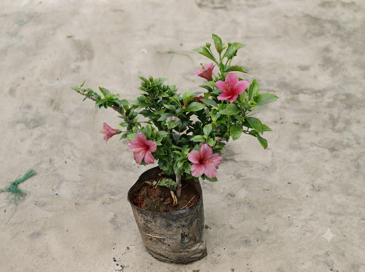 Hibiscus Red In 7 inch Nursery Bag
