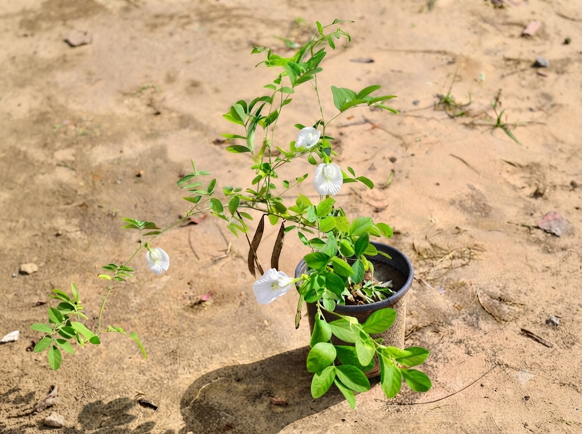 Aparajita White in 6 Inch Nursery Pot